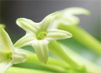 別墅庭院設計里夜來香的種植辦法